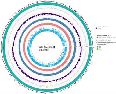 Whole genome analysis of host-associated lactobacillus salivarius and the effects on hepatic antioxidant enzymes and gut microorganisms of Sinocyclocheilus grahami